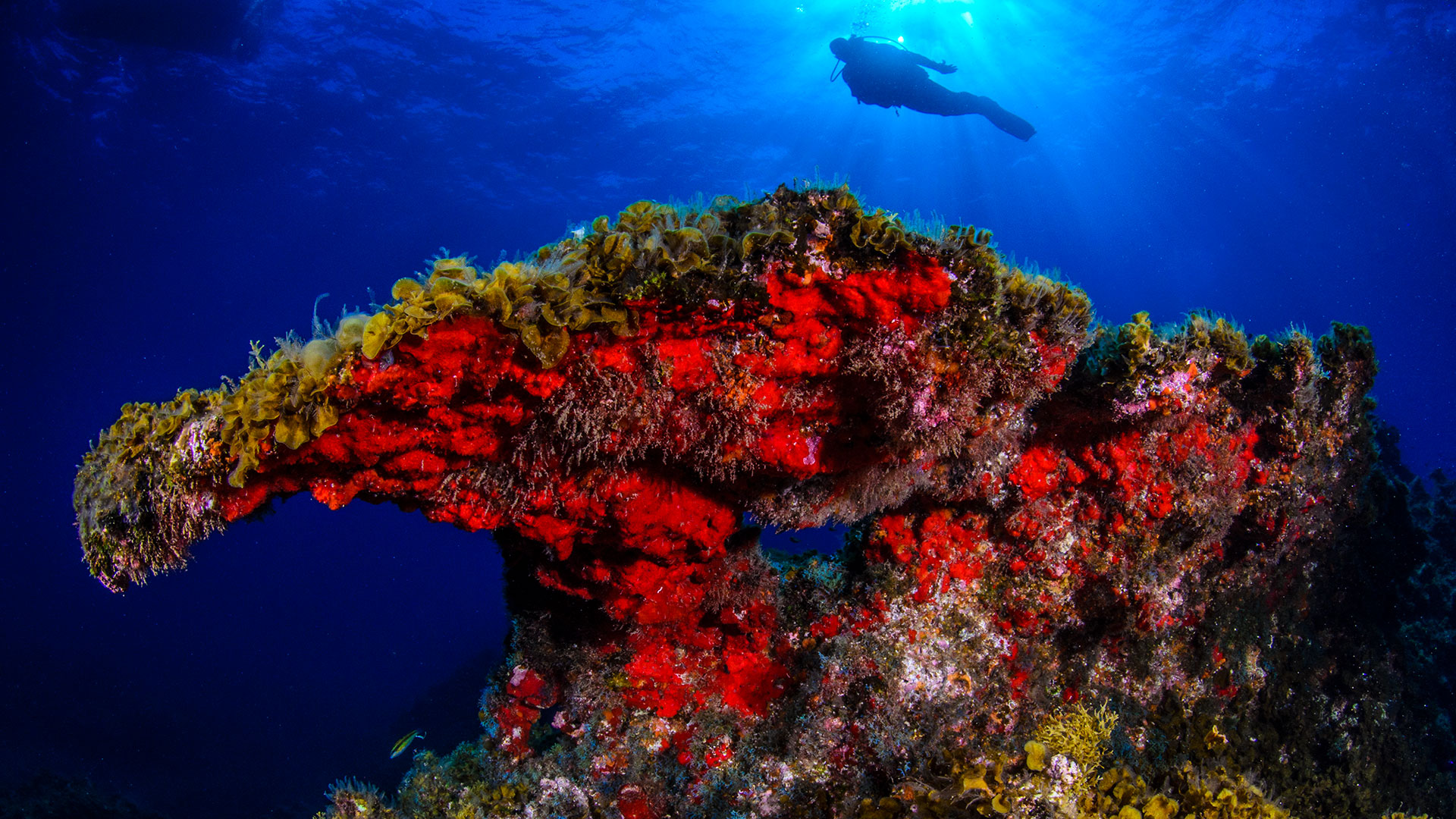 Fondo marino la Restinga