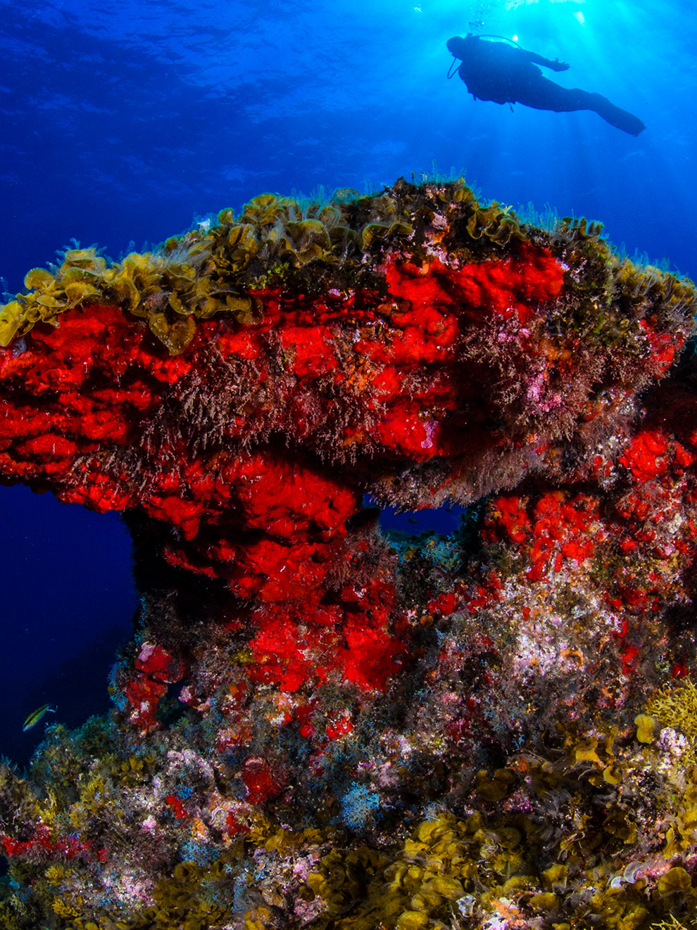 Fondo marino la Restinga