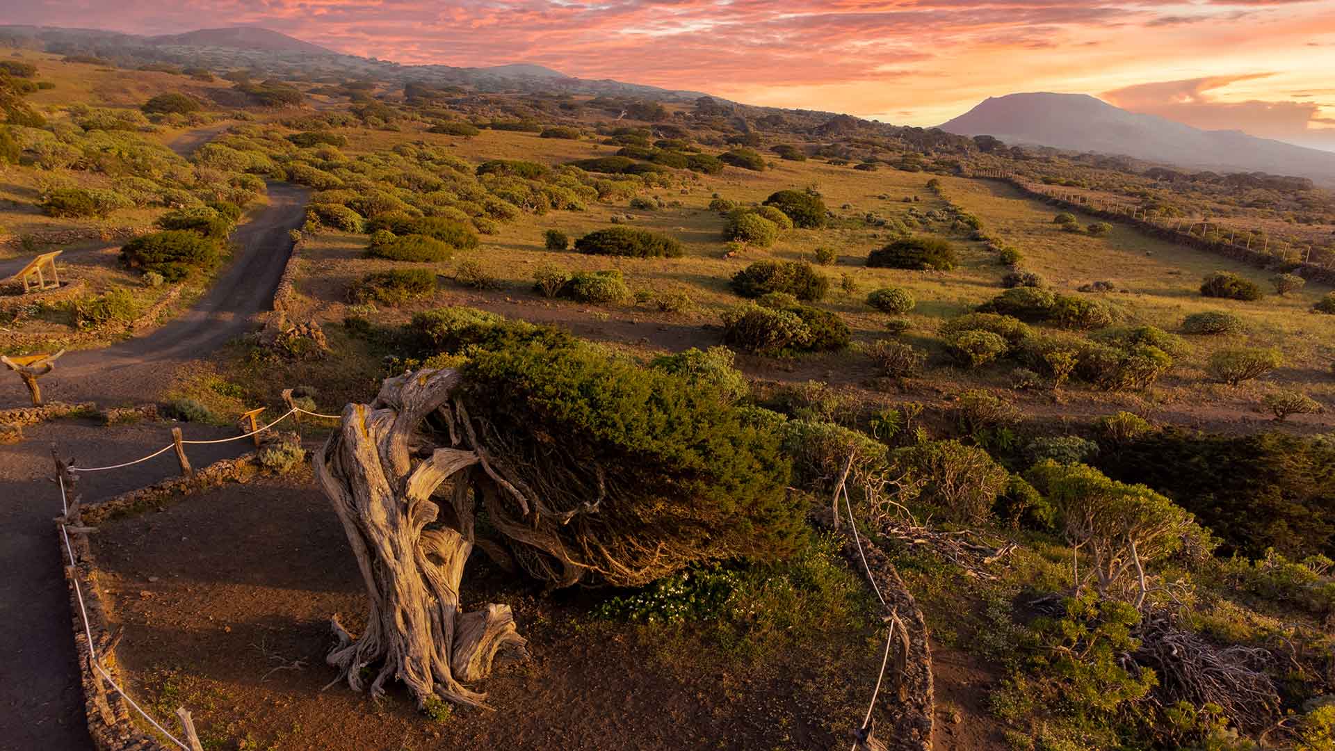 La Dehesa, El sabinar 