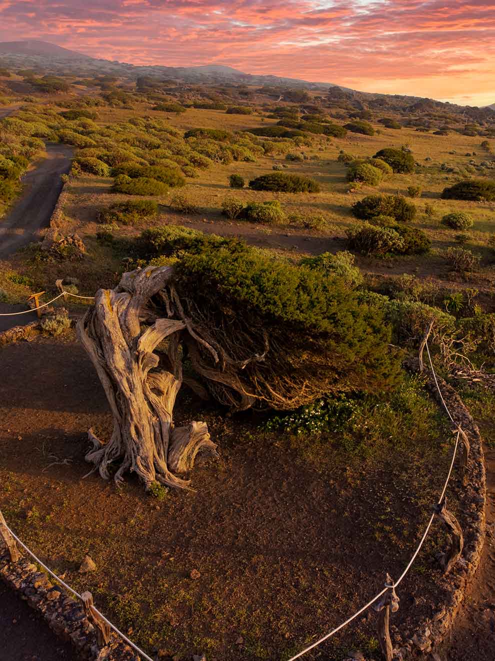La Dehesa, El sabinar 