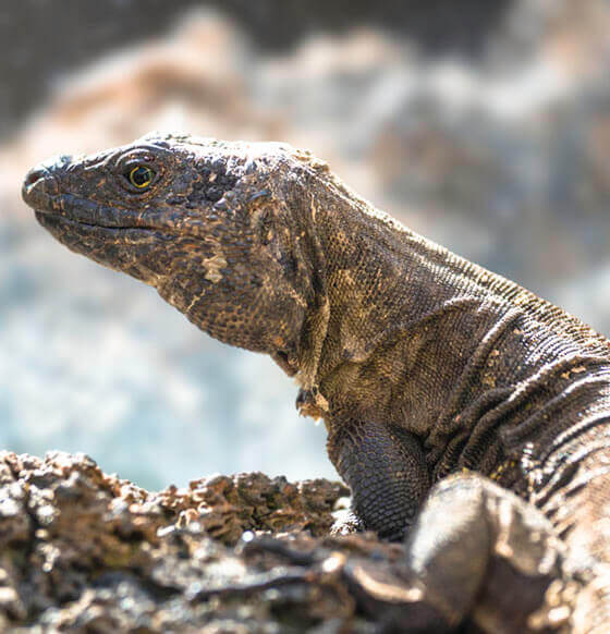 Lagarto gigante de El Hierro
