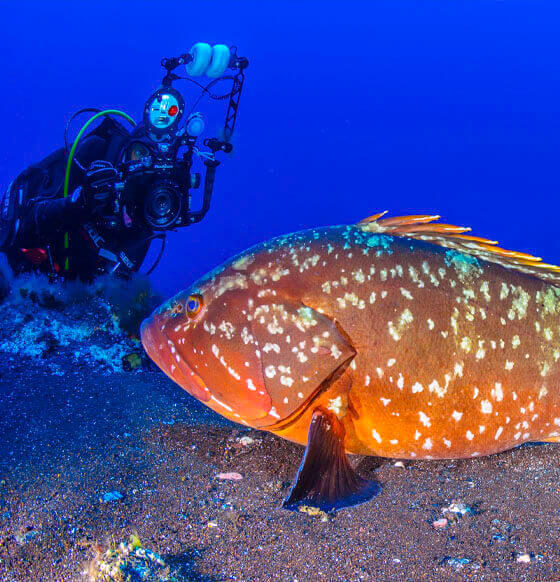 Baja Bocarones, El Hierro