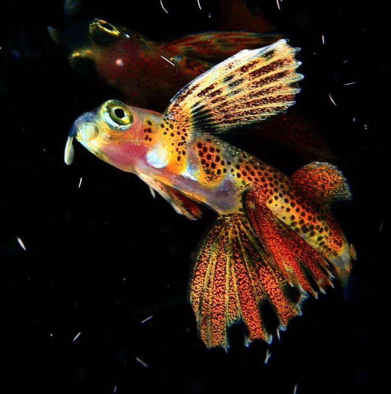 Muelle Restinga. El Hierro.