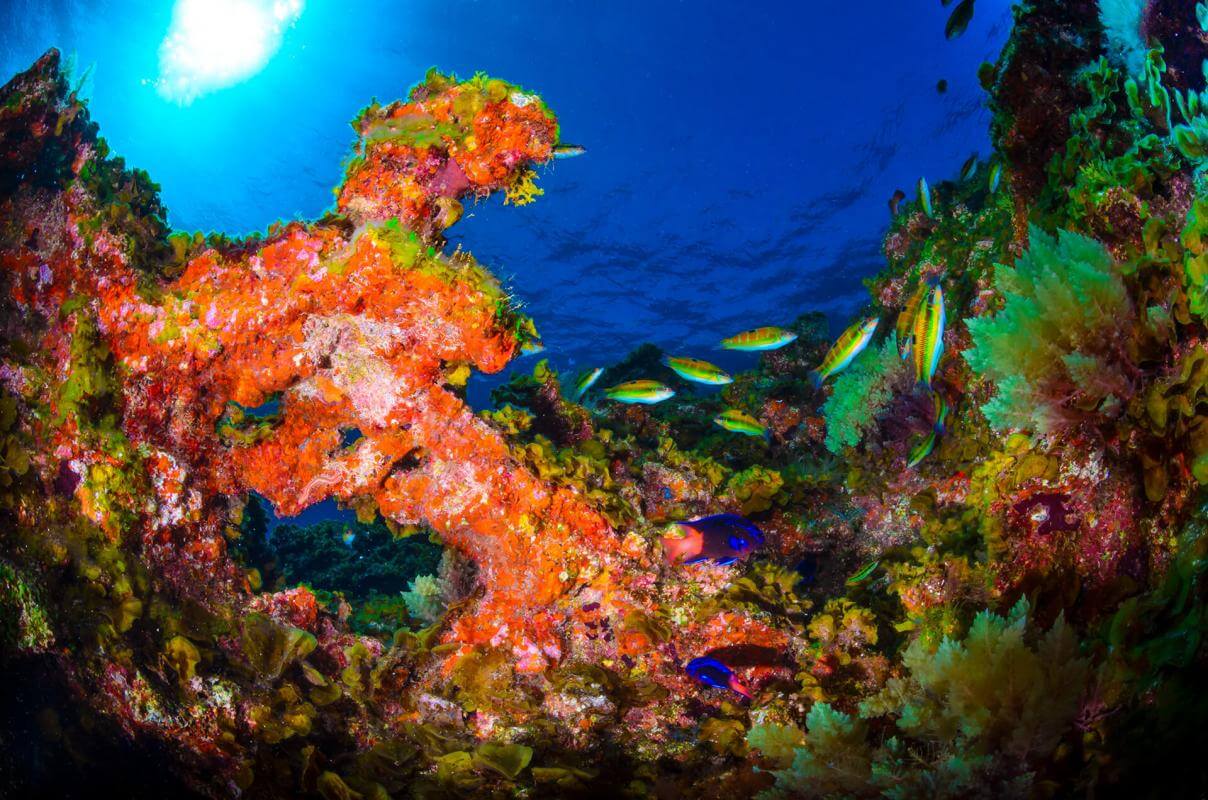 Bucear en Punta Restinga, en El Hierro