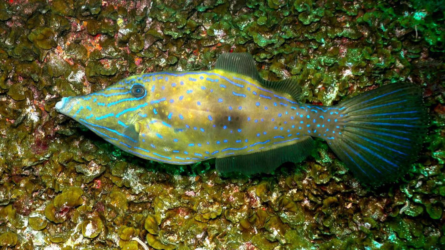 El Hierro - Roque de La Bonanza