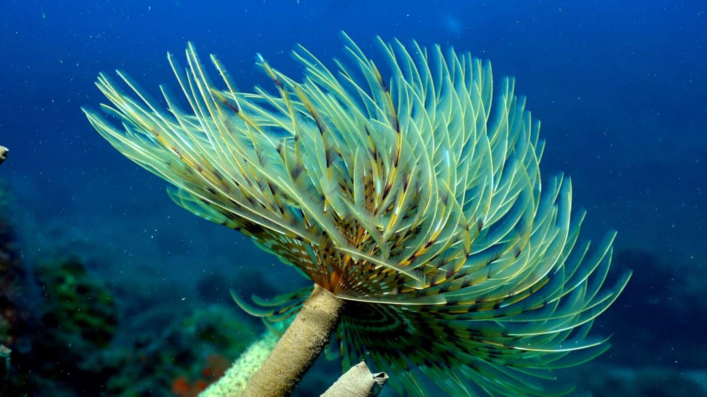 El Hierro - Roque de La Bonanza