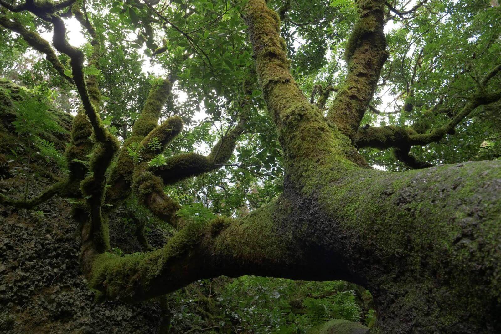 Árbol Garoé. El Hierro.