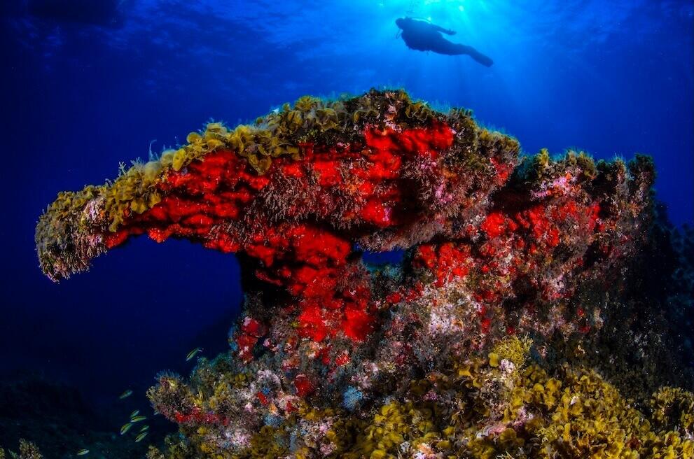 Reserva marina Punta Restinga, Mar de Las Calmas. El Hierro