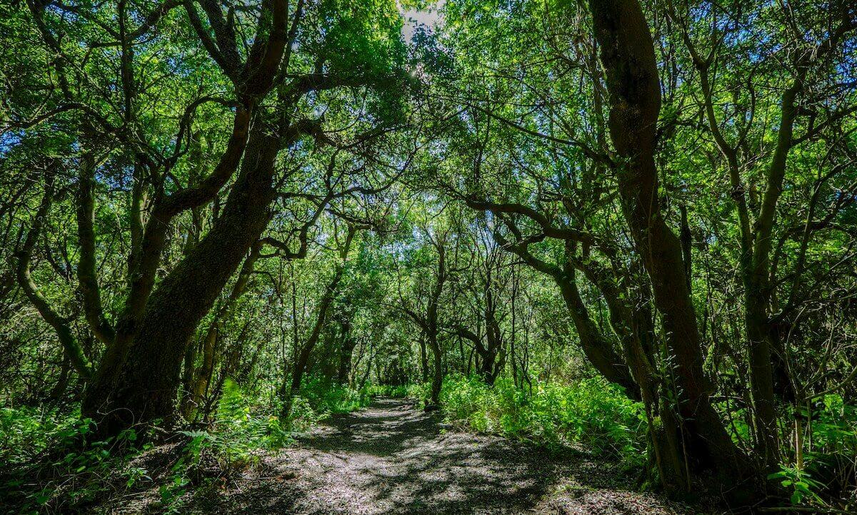 La Llanía. El Hierro.