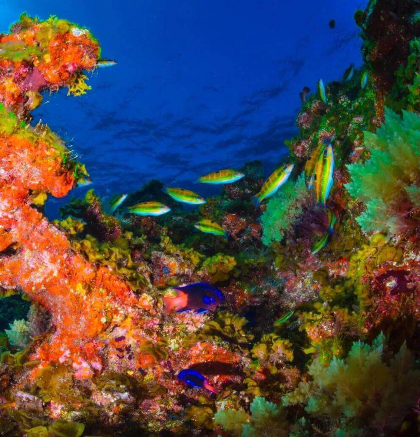 Reserva marina Punta Restinga, Mar de Las Calmas. El Hierro.